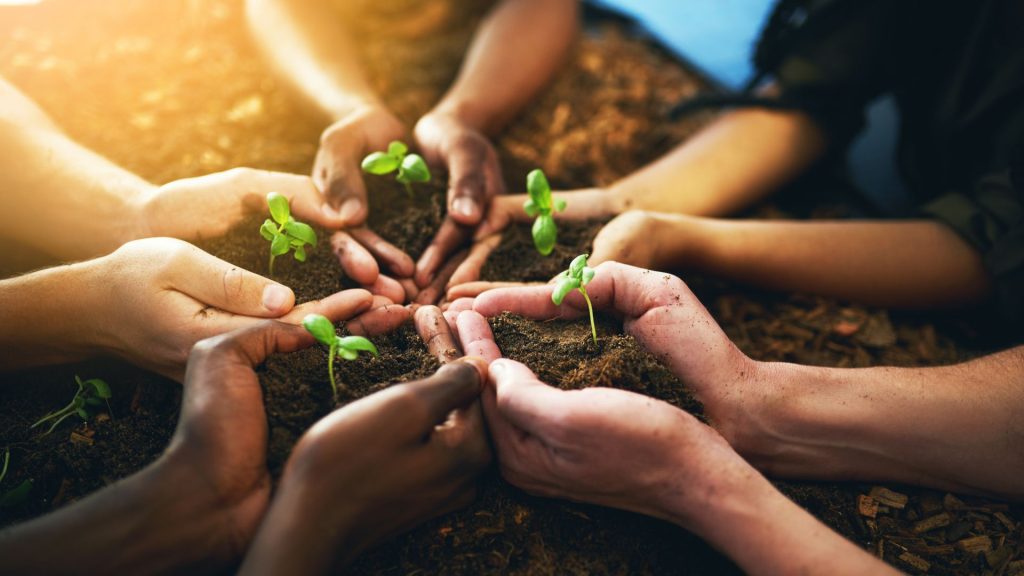 hands holding a small plant